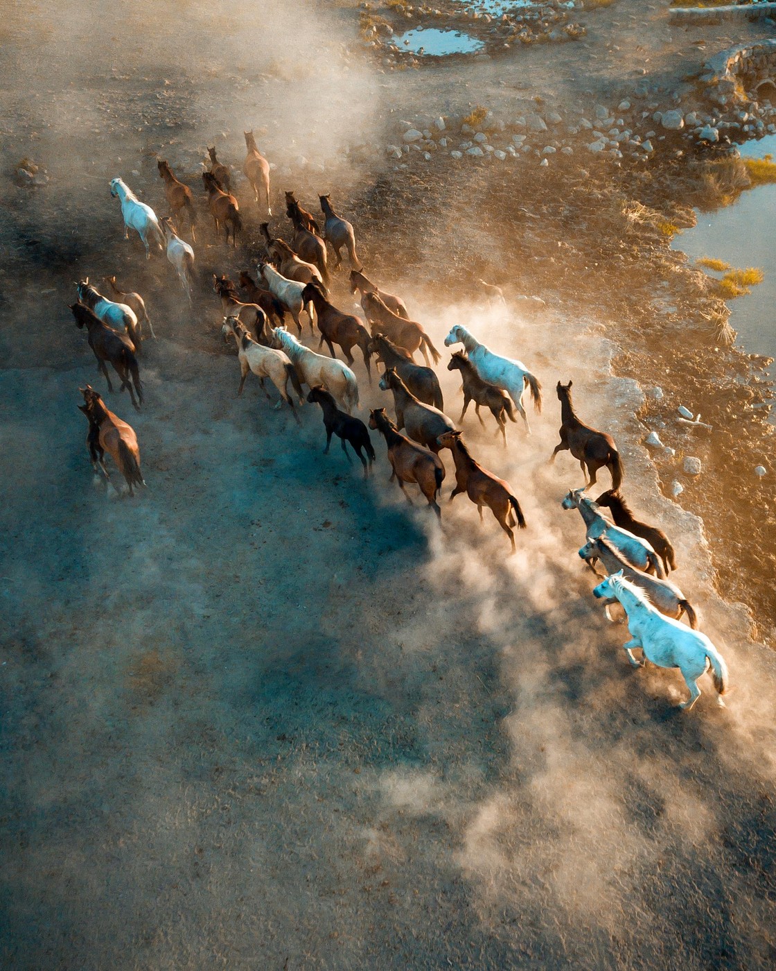 Sint occaecat cupidatat non